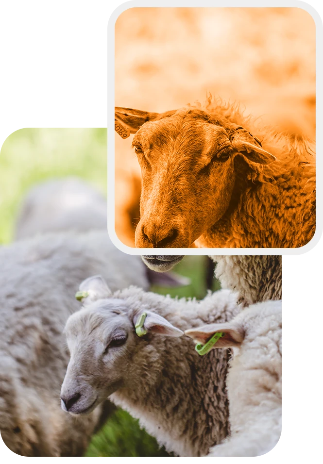 regenerative-grazing-and-livestock-management regenerative grazing and livestock management