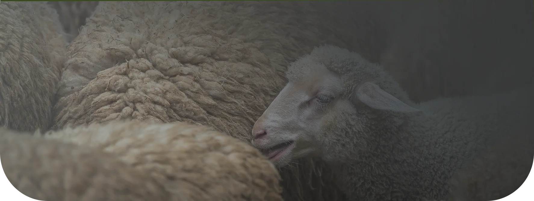 Herdscape Course 1 course and articles farming advice and info