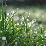 How Better Soil Function Turns Rainfall into Profitabilty