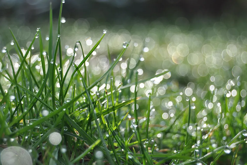 How Better Soil Function Turns Rainfall into Profitabilty