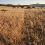 From Set Stocking to Regenerative Grazing: Management Changes the Equation 1 Paul Hot Wire